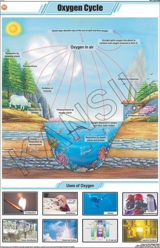 ऑक्सीजन साइकिल चार्ट आयाम: 58 A 90 सेंटीमीटर (Cm)