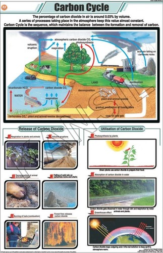 Carbon Cycle Chart