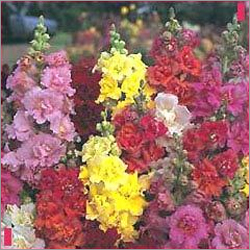 Antirrhinum Seeds