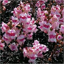 Antirrhinum Bronze Dragon Seeds