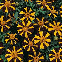 Marigold Seeds