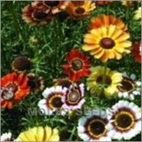 Chrysanthemum Merry Mixed