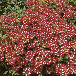Verbena St George