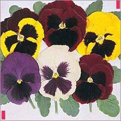 Pansy Majestic Giants Mixed