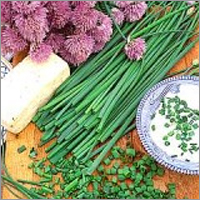Fresh Chives - 1000 Seeds Packaging , Fresh Green Bunch for Culinary Garnishing, Long Shelf Life, Medicinal Uses, Naturally Cultivated