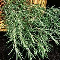 Rosemary Leaves