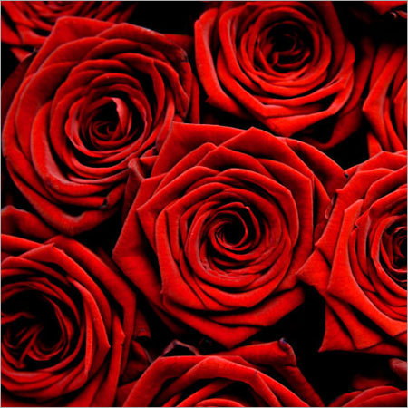 Red Roses