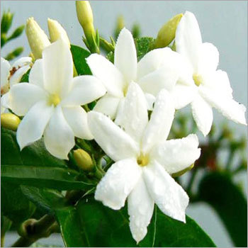 Jasmine