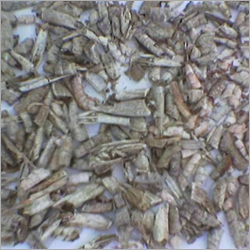 Shrimp Shell