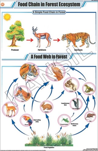 Food Chain In Forest Ecosystem Chart