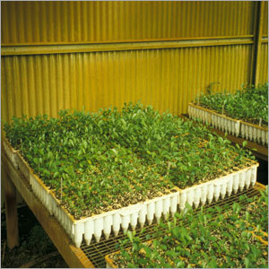 Citrus Seedling Trays Volk