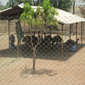Emu Bird Farm