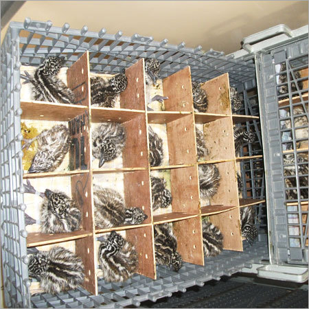 Bird  Farming