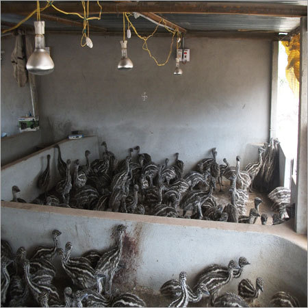Emu Bird Farming Service