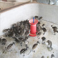 Hygienic Emu Farming