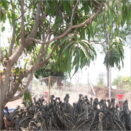 Emu Birds