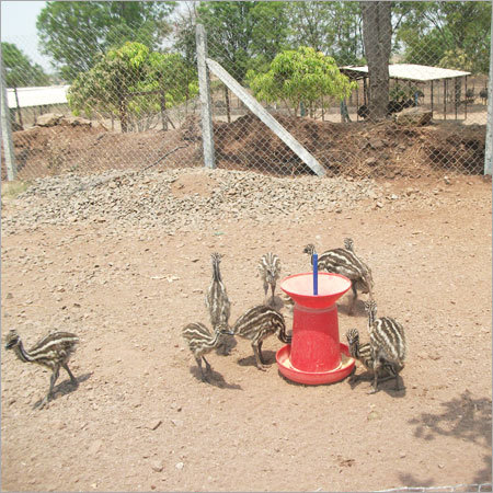 Healthy EMU Birds