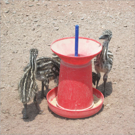 Emu Bird 