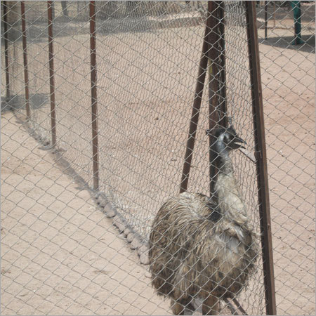 Emu Bird Farming