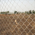 Domestic Emu Bird Farming