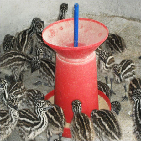 Domestic Emu Farming