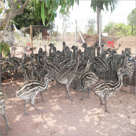 Bird Farming Services