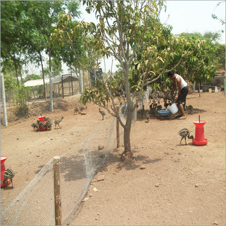 Emu Bird Farm House