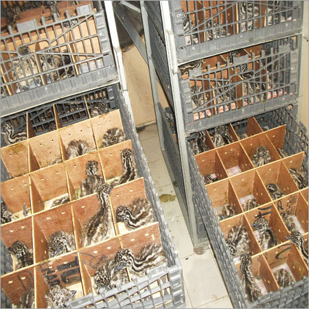 Emu Poultry Farm