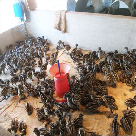 Emu Birds Farming Service
