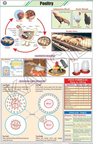 Poultry Chart