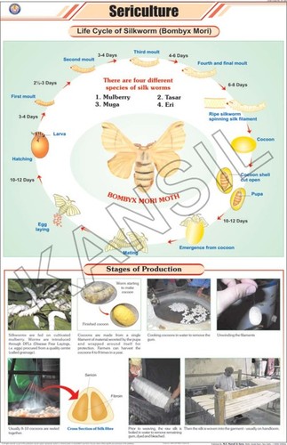 Sericulture (L. H. Silkworm) Chart