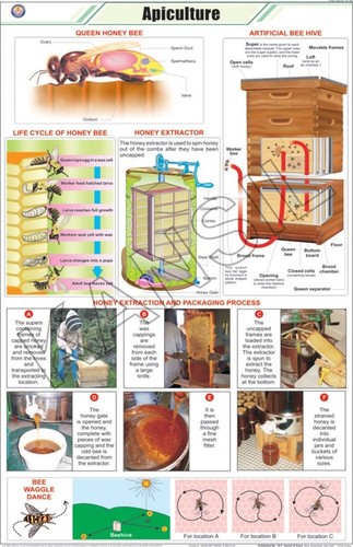 Apiculture (L.H.Honeybee) Chart