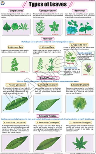 Types Of Leaves Chart