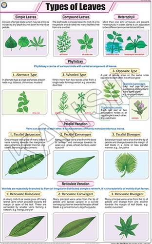 Vascular Bundle Chart Manufacturer, Supplier, Exporter from New Delhi