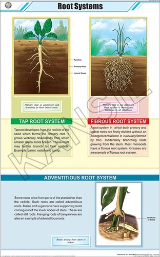 Root System Chart