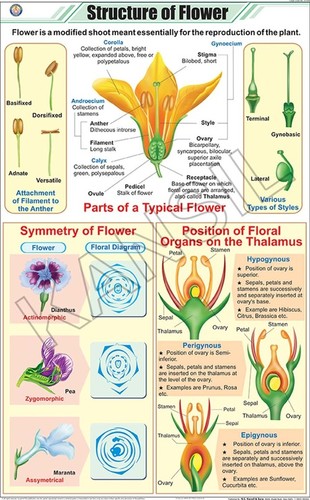 Structure Of Flower Chart