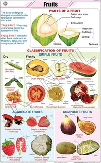 Botany Fruits Chart