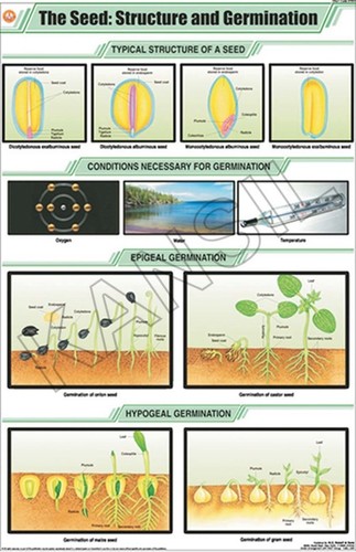 The Seed: Structure & Germination Chart
