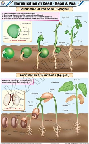 Germination Of Seed: Bean & Pea Chart