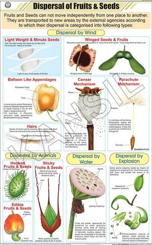 Dispersal Of Fruits & Seeds Chart Dimensions: 58 A  90  Centimeter (Cm)