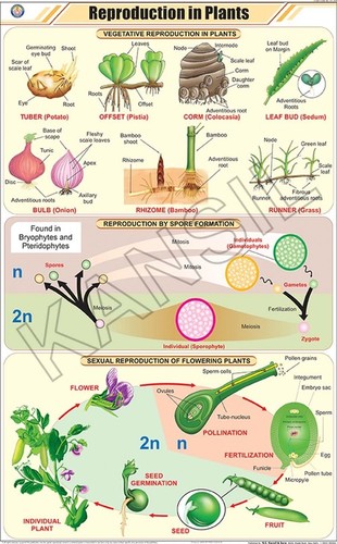 Reproduction In Plants Chart