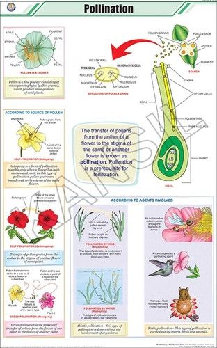 Pollination Chart