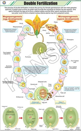 Double Fertilization Chart