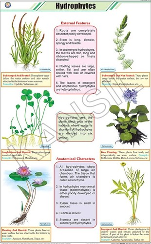 Hydrophytes Chart