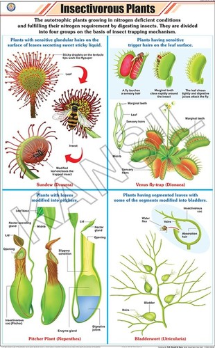 Insectivorous Plants Chart Dimensions: 58 A  90  Centimeter (Cm)