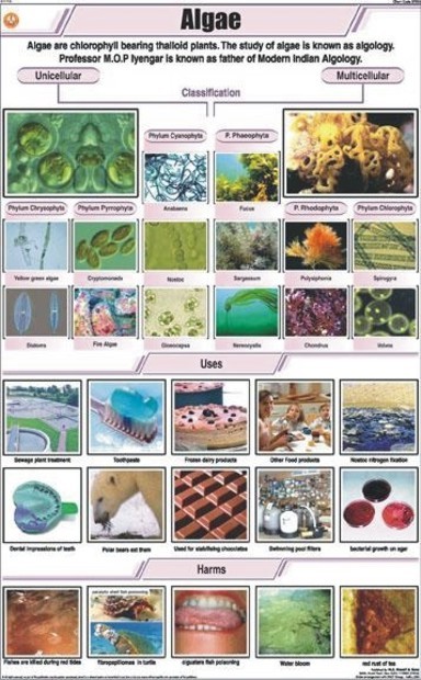 Algae Chart