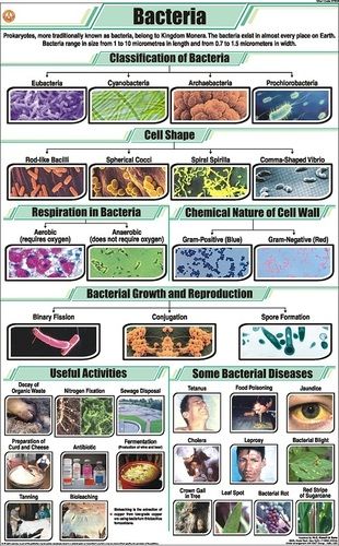 Bacteria Chart