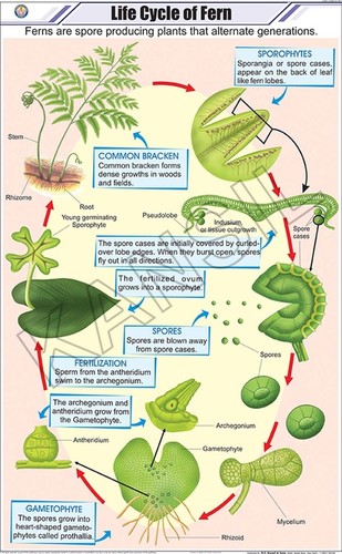 Life Cycle Of Fern Chart