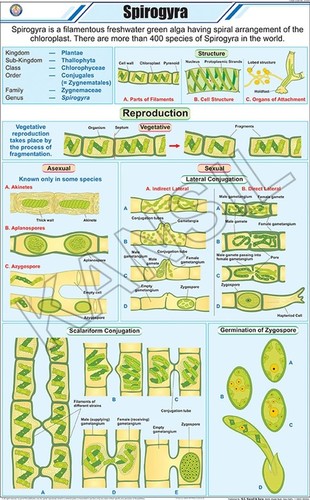 Spirogyra Chart