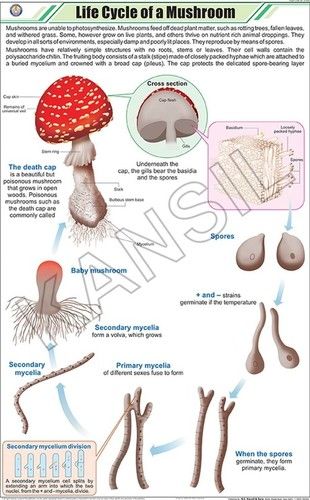 Life Cycle Of Mushroom Chart